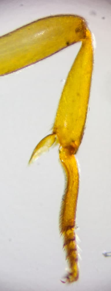 Lasius brevicornis photo 32
