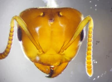 Lasius brevicornis photo 33