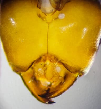 Lasius brevicornis photo 34