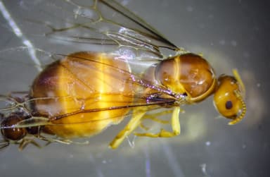 Lasius brevicornis photo 35