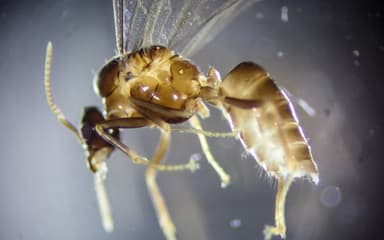 Lasius brevicornis photo 36