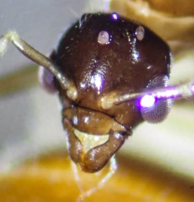 Lasius brevicornis photo 37