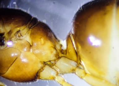 Lasius brevicornis photo 38