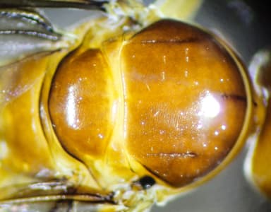 Lasius brevicornis photo 41