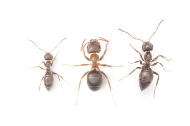 Lasius brunneus photo 71