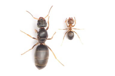 Lasius brunneus photo 73