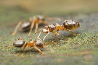 Lasius brunneus photo 74