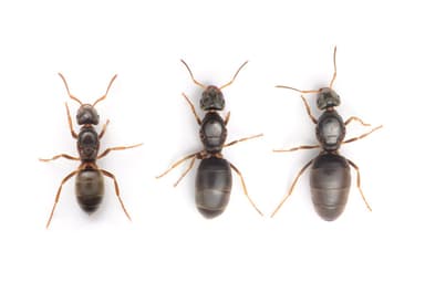 Lasius brunneus photo 75