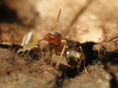 Lasius brunneus photo 18
