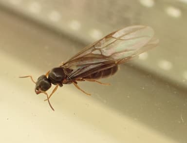 Lasius brunneus photo 19