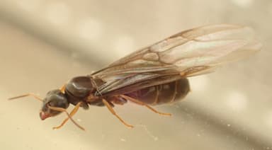 Lasius brunneus photo 20