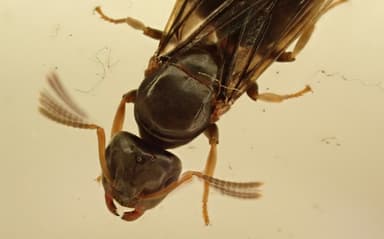 Lasius brunneus photo 21