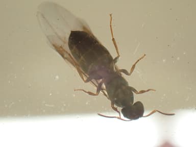 Lasius brunneus photo 23
