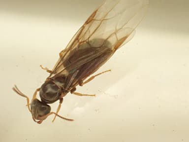 Lasius brunneus photo 24