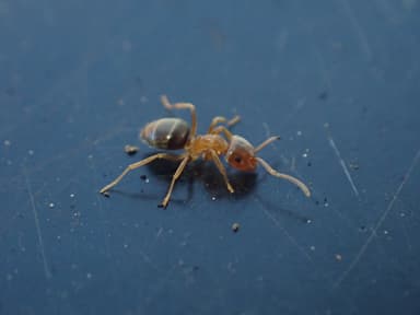 Lasius brunneus photo 25