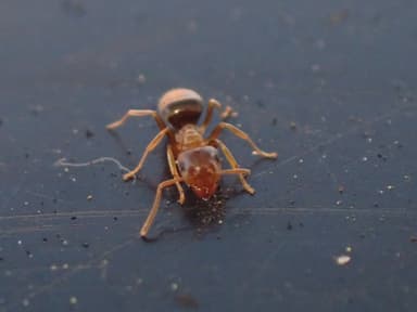 Lasius brunneus photo 27