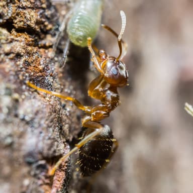 Lasius brunneus photo 28