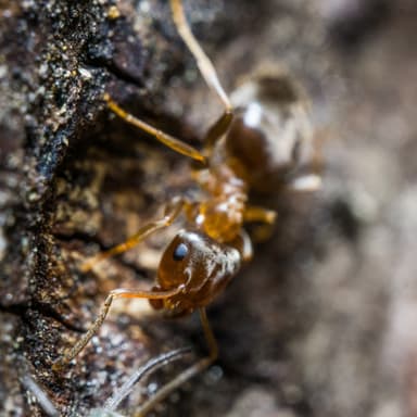 Lasius brunneus photo 29