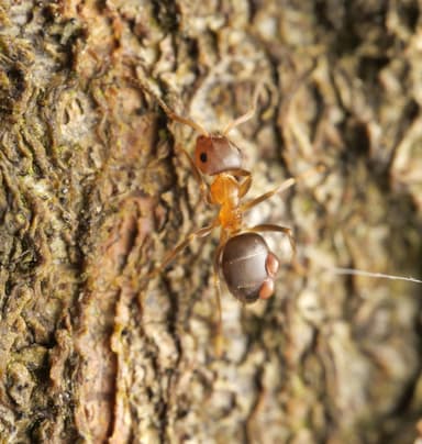 Lasius brunneus photo 31