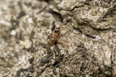 Lasius brunneus photo 32