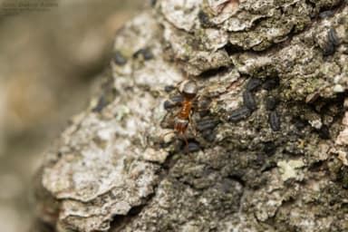 Lasius brunneus photo 33