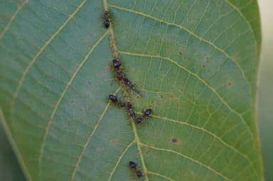 Lasius brunneus photo 35