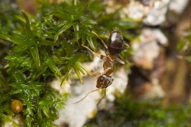 Lasius brunneus photo 36