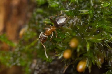 Lasius brunneus photo 37