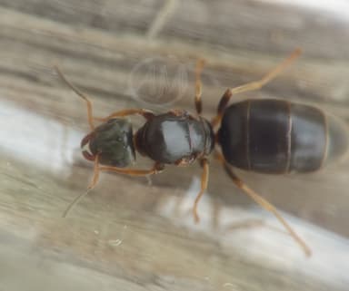 Lasius brunneus photo 38