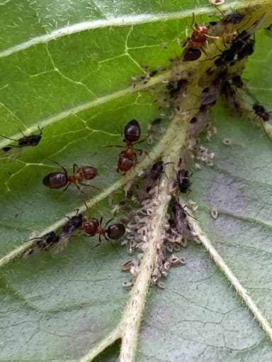Lasius brunneus photo 39
