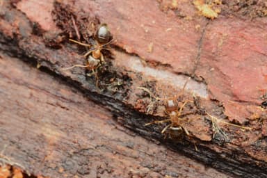 Lasius brunneus photo 40