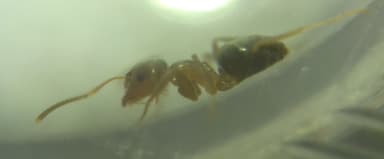 Lasius brunneus photo 41