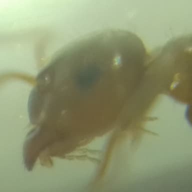 Lasius brunneus photo 42