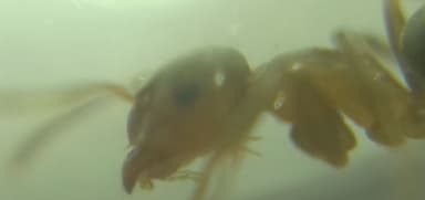Lasius brunneus photo 43