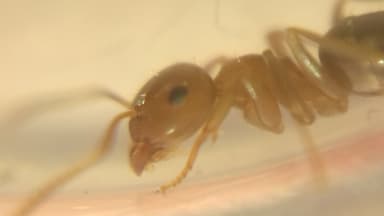 Lasius brunneus photo 44