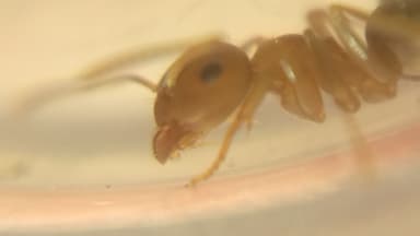 Lasius brunneus photo 45