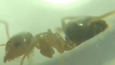 Lasius brunneus photo 46