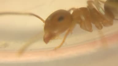 Lasius brunneus photo 47