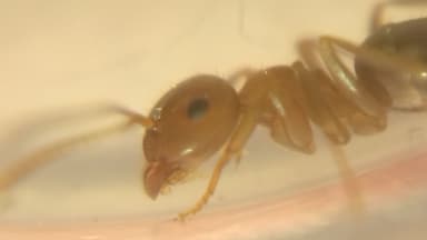 Lasius brunneus photo 48