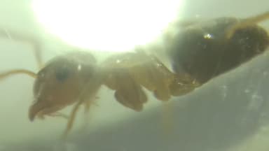 Lasius brunneus photo 49