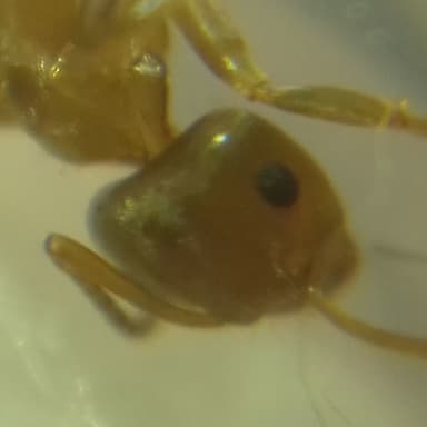 Lasius brunneus photo 51