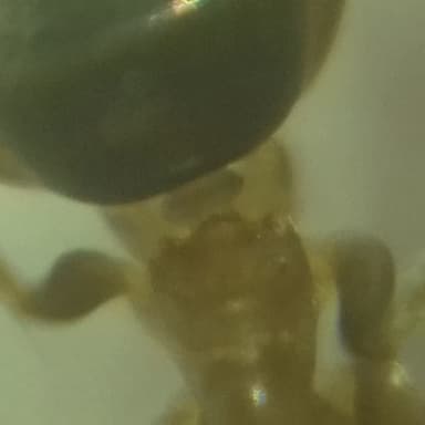 Lasius brunneus photo 52