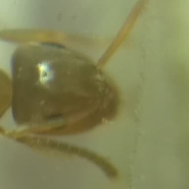 Lasius brunneus photo 53