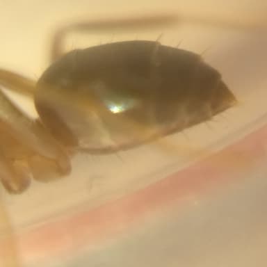 Lasius brunneus photo 54