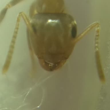 Lasius brunneus photo 55