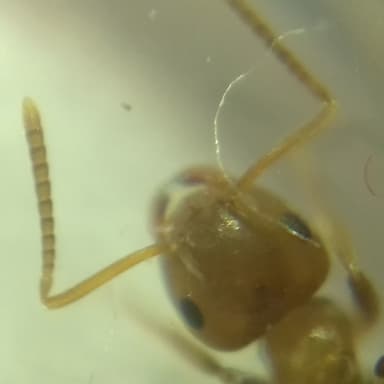 Lasius brunneus photo 57