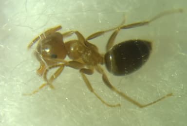 Lasius brunneus photo 58