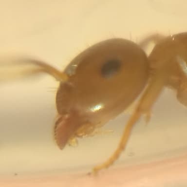 Lasius brunneus photo 59