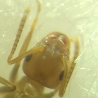 Lasius brunneus photo 60