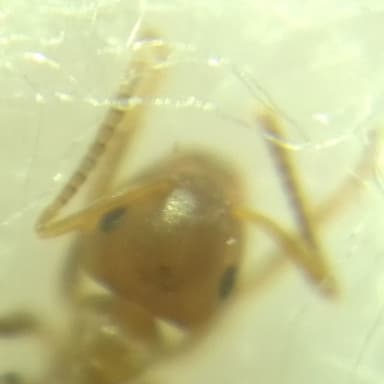 Lasius brunneus photo 61